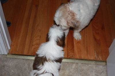 Top view of two small dogs sniffing
