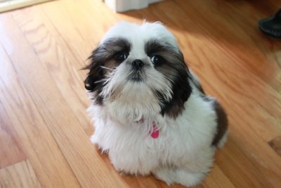 Small cute Shih tzu puppy brown and white