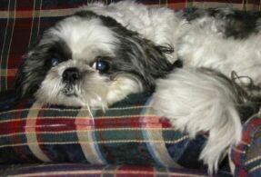 Small dog with sad eyes resting on pillow